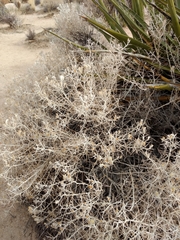 Tetradymia