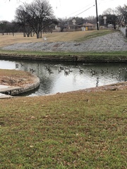 Branta canadensis