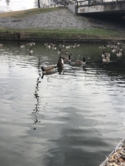 Branta canadensis