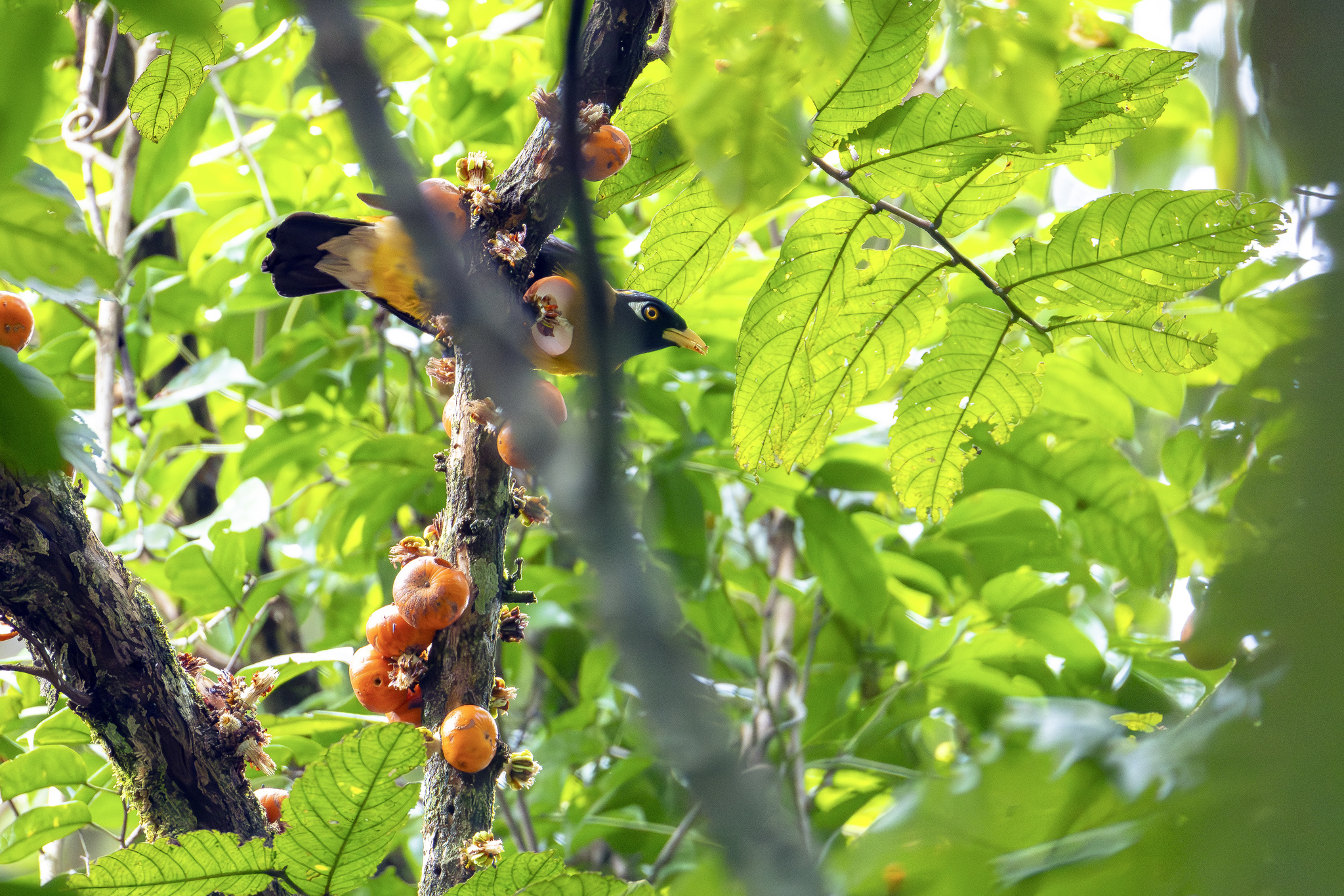 Golden Myna (Mino anais), photo 4
