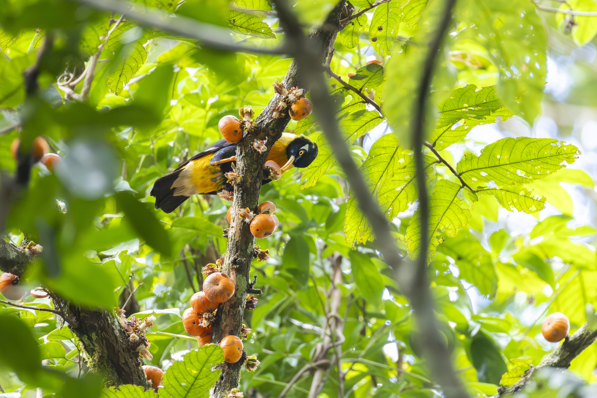Golden Myna (Mino anais), photo 3