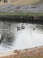 Branta canadensis