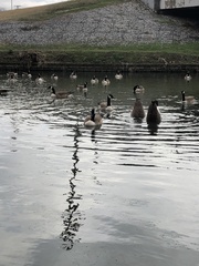 Branta canadensis