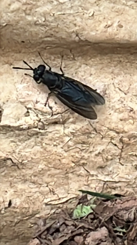 Unknown species found near Ashburn Run Pl, Ashburn, VA, US