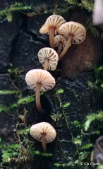 Micromphale arbuticola