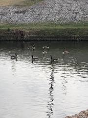 Branta canadensis