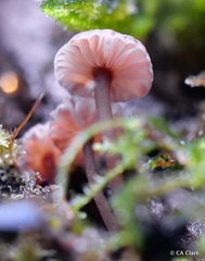 Micromphale arbuticola
