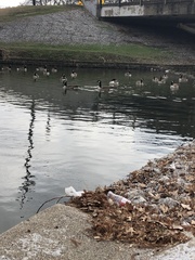 Branta canadensis