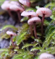 Micromphale arbuticola
