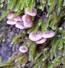 Micromphale arbuticola