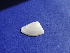 Donacidae