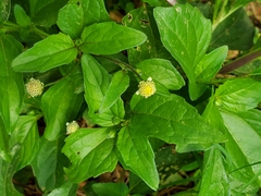 Acmella radicans