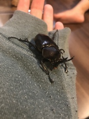 Trypoxylus dichotomus