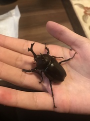 Trypoxylus dichotomus