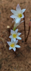 Zephyranthes cearensis, photograph (c) Carlos Santana, some rights reserved (CC BY)