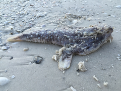 Ogcocephalidae
