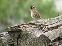 Zonotrichia capensis