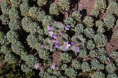 Moschopsis caleofuensis