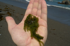 Caulerpa brownii