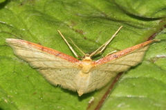 Idaea humiliata