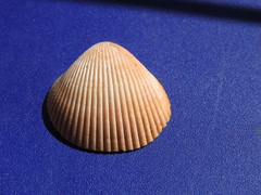 Dallocardia muricata