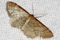 Idaea humiliata