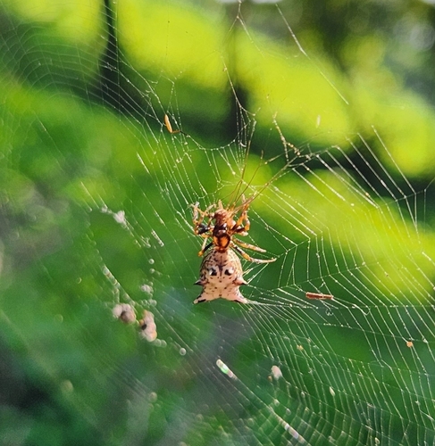 Spined Micrathena