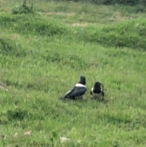 Pied Crow