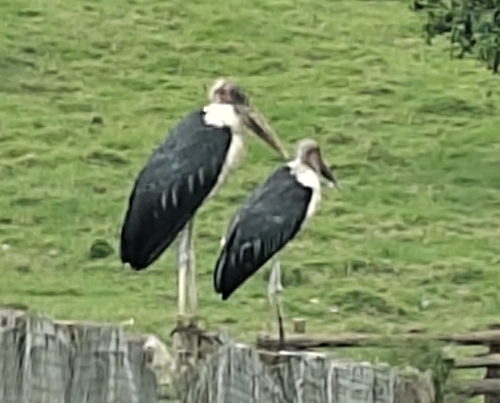 Marabou Stork