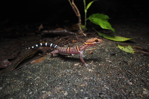 Bawangling Leopard gecko, Goniurosaurus bawanglingensis