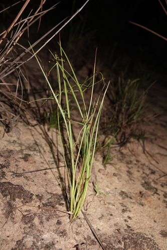 Rhynchospora divaricata, 2025-09-15
