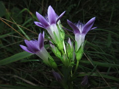 Gentianella austriaca