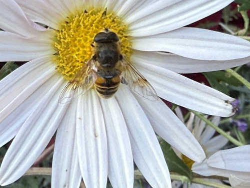 Unknown species found near Moorland Rd, Falmouth, MA, US