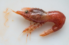 Spirontocaris spinus