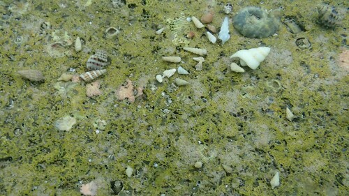 Antennablennius adenensis observed 2025-10-16