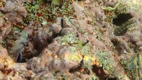 Antennablennius adenensis observed 2025-10-16