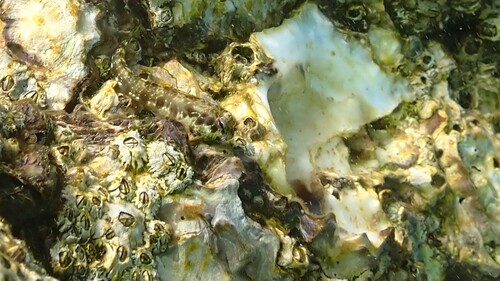 Antennablennius adenensis observed 2025-10-19