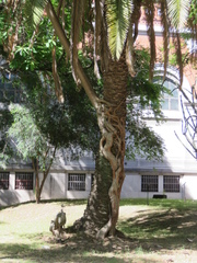 Ficus luschnathiana