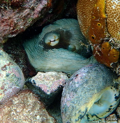 Octopus insularis