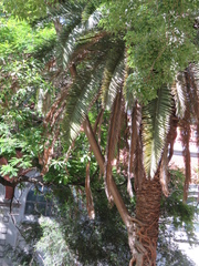 Ficus luschnathiana