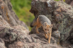 Lycalopex culpaeus culpaeus