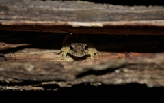 Platymantis guentheri