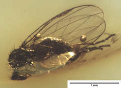 Microphorinae
