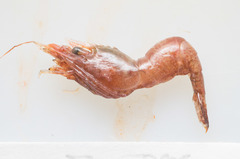 Spirontocaris phippsii