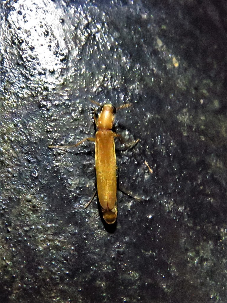 Melittomma brasiliensis
