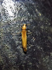 Lymexylidae