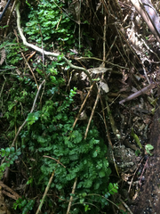 Hymenophyton flabellatum