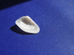 Donacidae