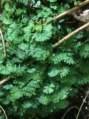 Hymenophyton flabellatum