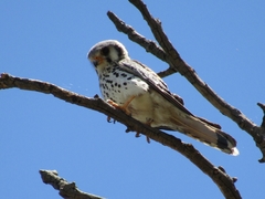 Falco sparverius
